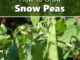 How To Grow Snow Peas