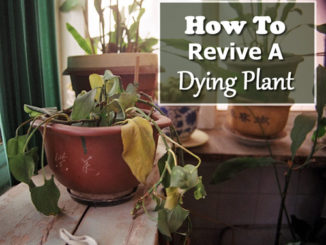 How To Revive A Dying Plant