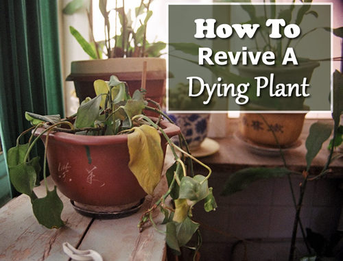 How To Revive A Dying Plant