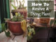 How To Revive A Dying Plant