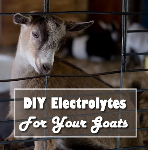 DIY Electrolytes For Goates