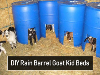 DIY Rain Barrel Goat Kid Beds