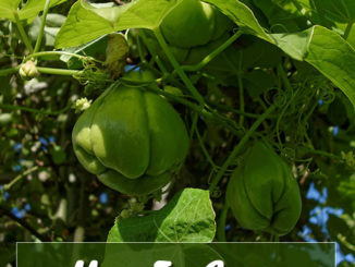 How To Grow Chayote