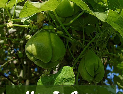 How To Grow Chayote