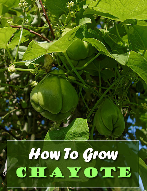 How To Grow Chayote