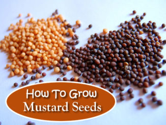 How To Grow Mustard Seeds
