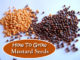 How To Grow Mustard Seeds