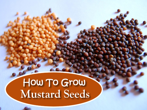 How To Grow Mustard Seeds
