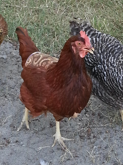 How To Make Chicken Aprons