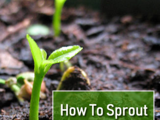 How To Sprout Seeds In Winter