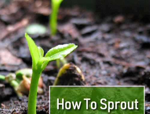 How To Sprout Seeds In Winter