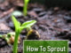 How To Sprout Seeds In Winter