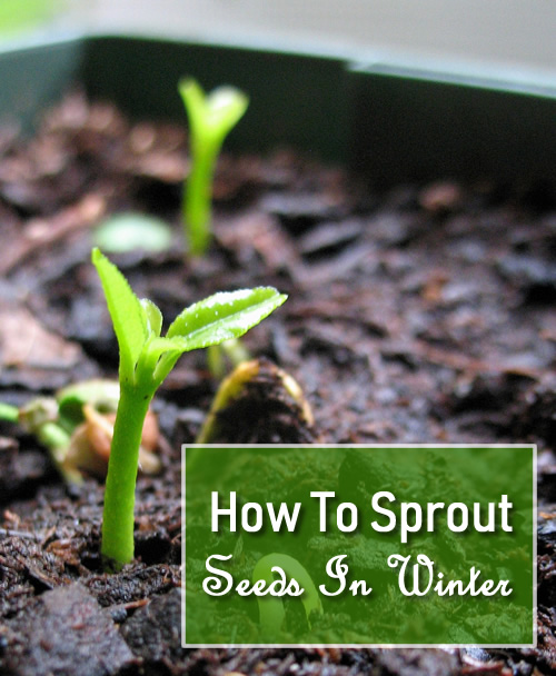 How To Sprout Seeds In Winter