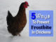 How To Prevent Frostbite In Chickens