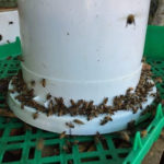 DIY Bucket Feeder For Bees