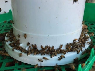 DIY Bucket Feeder For Bees