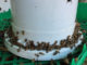DIY Bucket Feeder For Bees