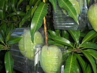 DIY Plastic Fruit Protector