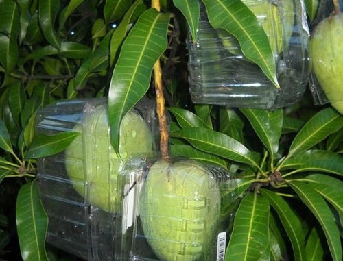 DIY Plastic Fruit Protector