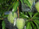 DIY Plastic Fruit Protector
