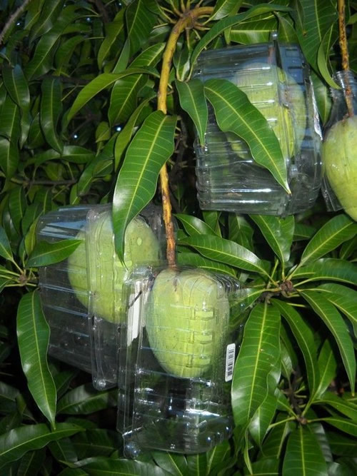 DIY Plastic Fruit Protector