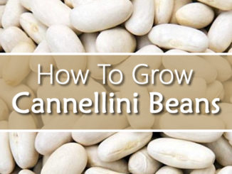 How To Grow Cannellini Beans