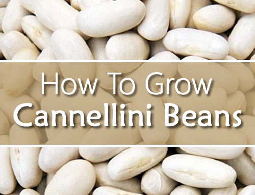 How To Grow Cannellini Beans