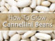 How To Grow Cannellini Beans