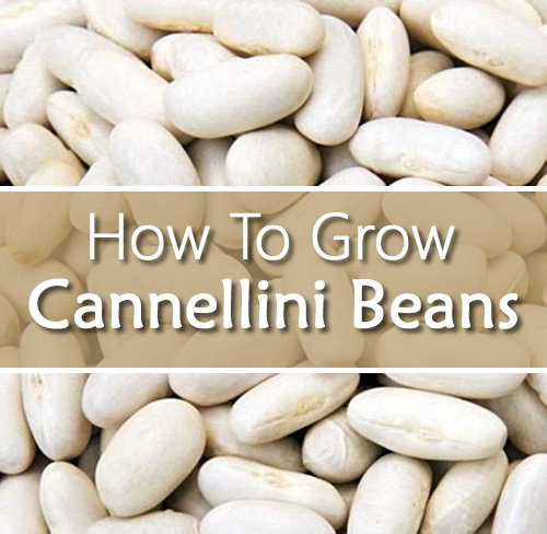 How To Grow Cannellini Beans