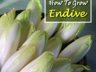 How To grow Endive