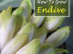 How To grow Endive