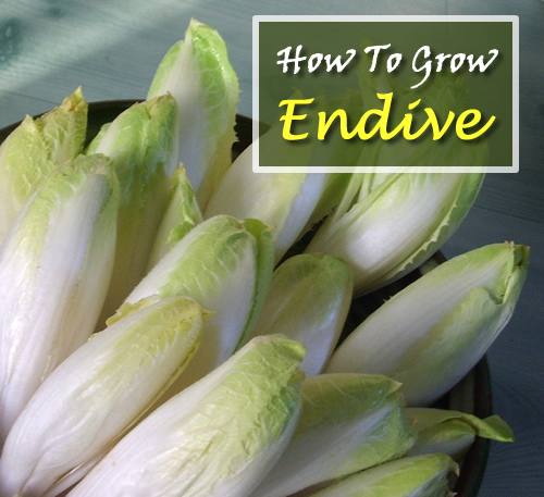 How To grow Endive