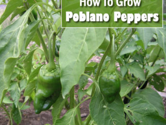 How To Grow Poblano Peppers