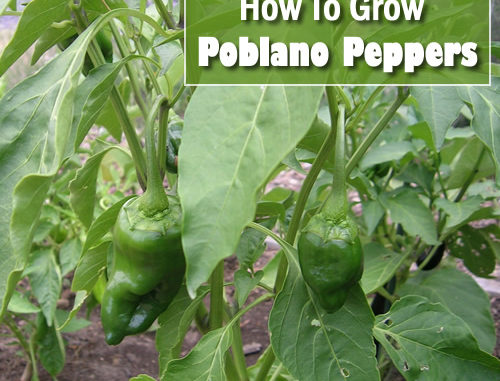 How To Grow Poblano Peppers