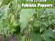 How To Grow Poblano Peppers