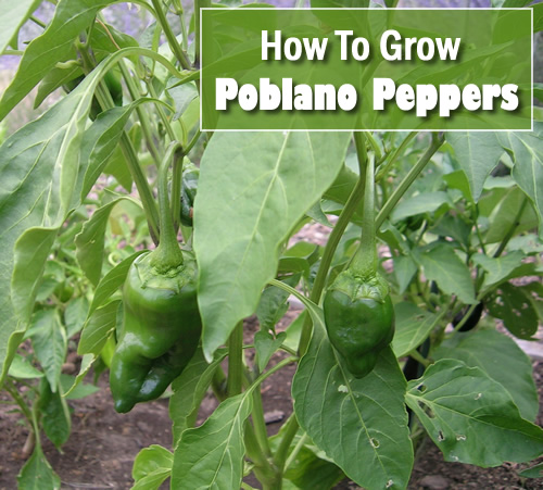 How To Grow Poblano Peppers