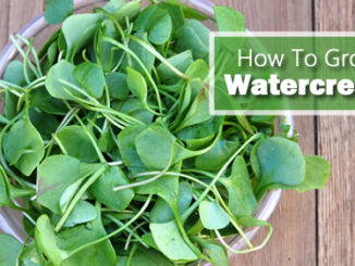 How To Grow Watercress