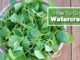 How To Grow Watercress