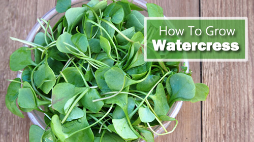 How To Grow Watercress