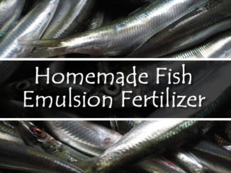 DIY Fish Emulsion Fertilizer