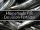 DIY Fish Emulsion Fertilizer