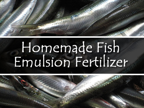 DIY Fish Emulsion Fertilizer