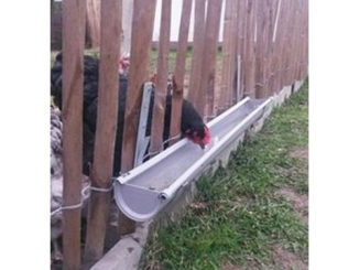 DIY Rain Gutter Chicken Waterer