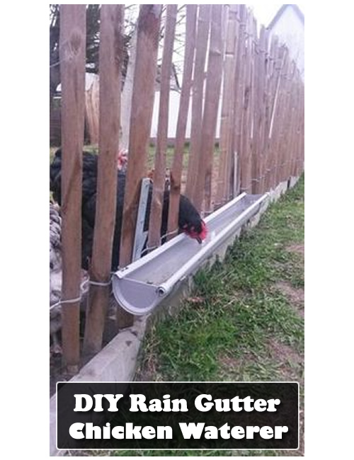 DIY Rain Gutter Chicken Waterer