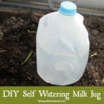 DIY Self Watering Milk Jugs