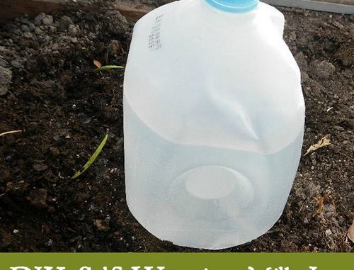 DIY Self Watering Milk Jugs