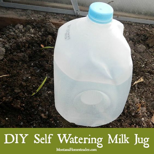 DIY Self Watering Milk Jugs