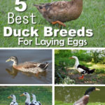 5 Best Duck Breeds For Laying Eggs