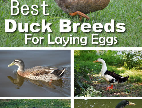 5 Best Duck Breeds For Laying Eggs