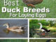 5 Best Duck Breeds For Laying Eggs